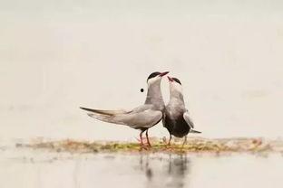 关关雎鸠,古韵悠扬的恋歌传唱